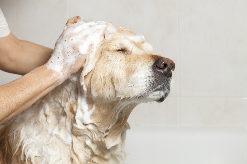 Hundeshampoo Wash & Peel